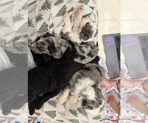 Aussiedoodle-Bernedoodle Mix Puppy for Sale in BELTON, South Carolina USA