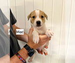 Small #3 Boxer