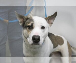 Akita-Huskies  Mix Dogs for adoption in Mountain Home, AR, USA