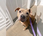 Catherine - Female American Pit Bull Terrier-Unknown Mix Dog for Adoption - Small photo
