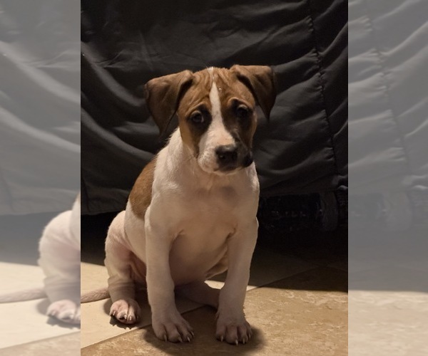 Medium Photo #25 America Bandogge Mastiff Puppy For Sale in SNELLVILLE, GA, USA