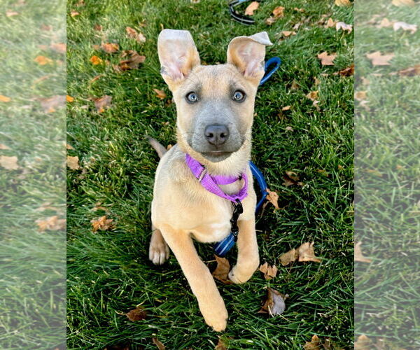 Medium Photo #1 Mutt Puppy For Sale in GILBERTS, IL, USA
