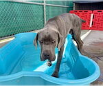 Small Great Dane Mix