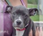 Small Feist Terrier-Italian Greyhound Mix