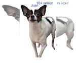 Small Photo #1 Chihuahua Puppy For Sale in Thomasville, NC, USA
