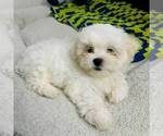 Small Zuchon