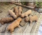 Small #28 Goldendoodle