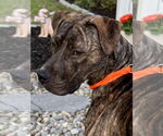 Small #4 Bullboxer Pit