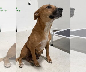 Labrador Retriever-Unknown Mix Dogs for adoption in The Woodlands, TX, USA
