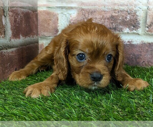 Medium Photo #12 Cavalier King Charles Spaniel Puppy For Sale in MOBERLY, MO, USA