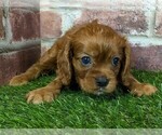 Small #11 Cavalier King Charles Spaniel