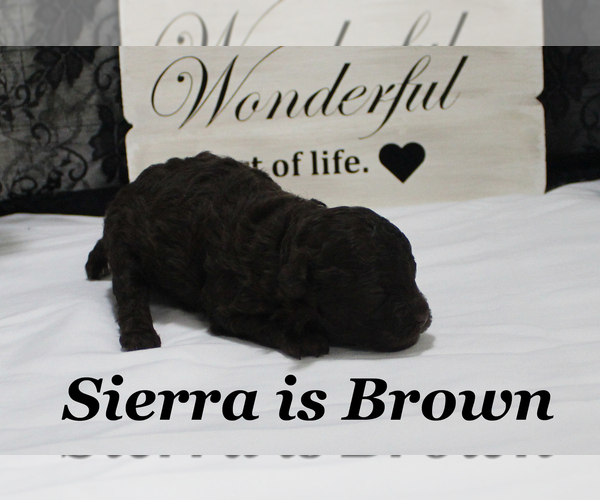 Medium Photo #2 Poodle (Toy) Puppy For Sale in CHANUTE, KS, USA