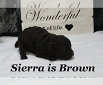 Small #1 Poodle (Toy)