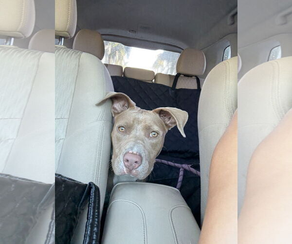 Medium Photo #1 American Pit Bull Terrier-Unknown Mix Puppy For Sale in Miami, FL, USA