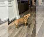 Small #1 Dachshund Mix