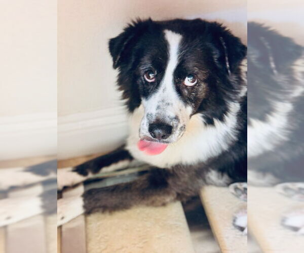 Medium Photo #1 Border Collie Puppy For Sale in San Diego, CA, USA