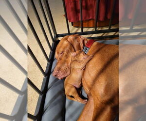 Vizsla Puppy for sale in ARLINGTON, TX, USA