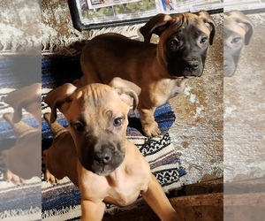 Cane Corso Puppy for sale in CHICOPEE, MA, USA