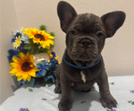 Small #1 French Bulldog