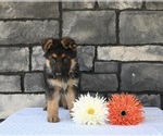 Small Photo #2 German Shepherd Dog Puppy For Sale in MILLERSBURG, OH, USA