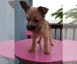 Small Photo #10 Pom-A-Nauze Puppy For Sale in CANBY, OR, USA