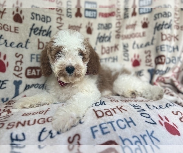 Medium Photo #4 Cavapoo Puppy For Sale in LAKELAND, FL, USA