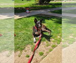 Small #4 American Pit Bull Terrier Mix