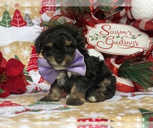 Maltipoo Puppy for sale in LANCASTER, PA, USA