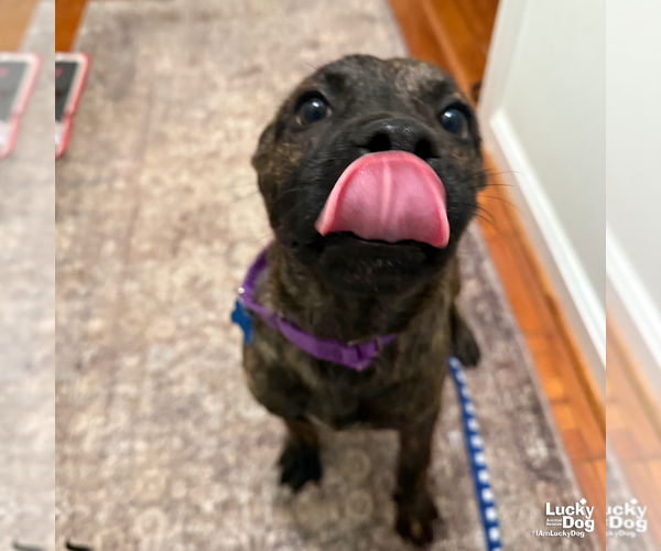 Medium Photo #4 Boxer-Unknown Mix Puppy For Sale in Washington, DC, USA