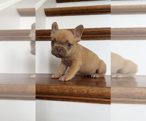 French Bulldog Puppy for sale in ELBERON PARK, NJ, USA