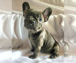 Small Photo #1 French Bulldog Puppy For Sale in SANTA ANA, CA, USA