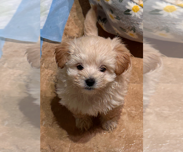 Medium Photo #3 Maltipoo Puppy For Sale in ALEXANDRIA, VA, USA