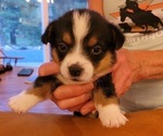 Small Photo #2 Pembroke Welsh Corgi Puppy For Sale in NINE MILE FALLS, WA, USA