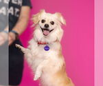 Small #2 Pekingese Mix