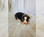 Small Photo #9 Pembroke Welsh Corgi Puppy For Sale in WESTMORELAND, TN, USA