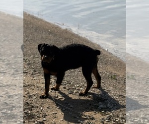Rottweiler Puppy for sale in ROCKWALL, TX, USA