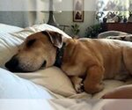 Small Photo #4 Basset Hound-Labrador Retriever Mix Puppy For Sale in Deepwater, NJ, USA