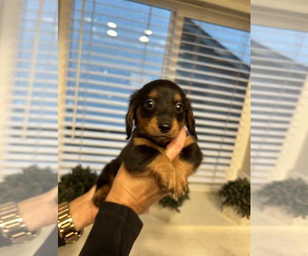 Medium Photo #1 Dachshund Puppy For Sale in SAN DIEGO, CA, USA