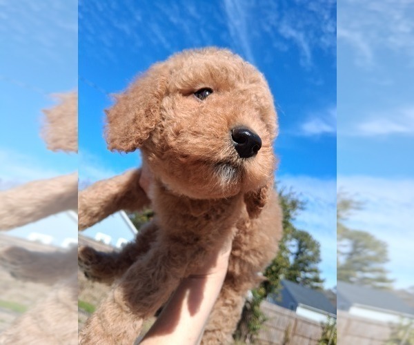 Medium Photo #24 Goldendoodle (Miniature) Puppy For Sale in GASTONIA, NC, USA