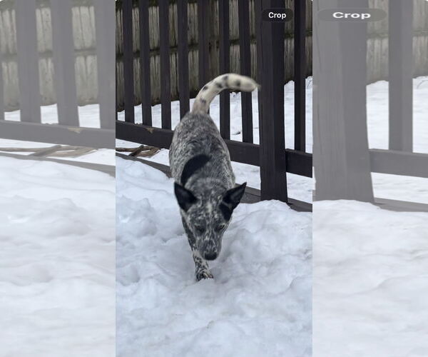 Medium Photo #2 Mutt Puppy For Sale in Garden City, NY, USA