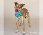 Small Labrador Retriever Mix