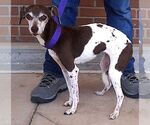 Small #4 Jack Russell Terrier Mix
