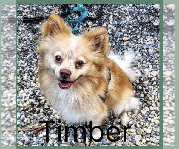 Medium Photo #2 Pomeranian Puppy For Sale in Manahawkin, NJ, USA