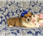Small Photo #3 Pembroke Welsh Corgi Puppy For Sale in DELTA, PA, USA