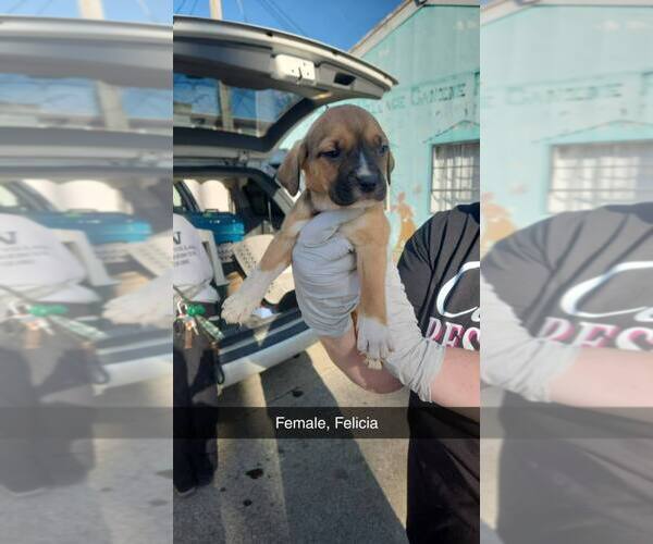 Medium Photo #1 Mutt Puppy For Sale in Evansville, IN, USA