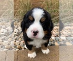 Small Photo #4 Bernese Mountain Dog Puppy For Sale in WAVERLY, IA, USA