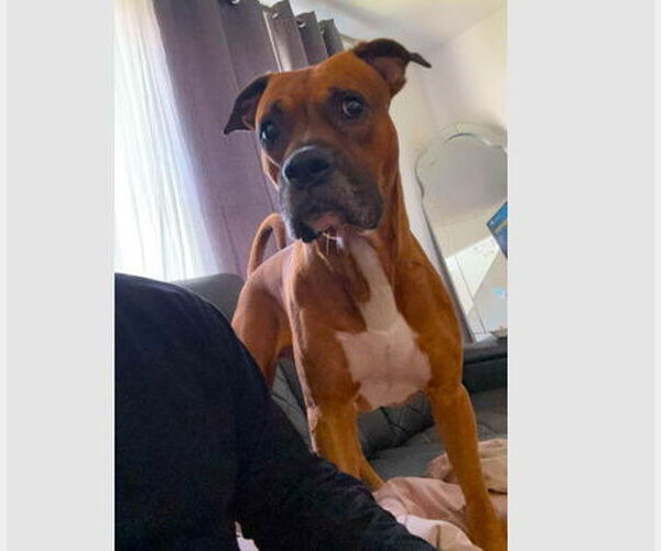 Medium Photo #6 Boxer Puppy For Sale in Austin, TX, USA