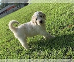 Small Photo #1 Goldendoodle Puppy For Sale in NICHOLLS, GA, USA