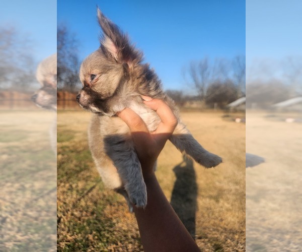 Medium Photo #17 Chihuahua Puppy For Sale in BURLESON, TX, USA