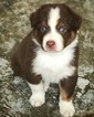 Small Photo #1 Australian Shepherd Puppy For Sale in BRENTWOOD, TN, USA